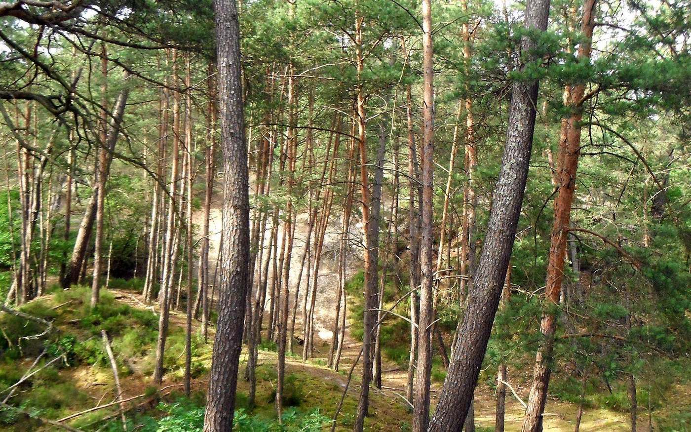 Forêt de pins, visuel du site Racines de Loire